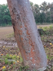 Cochlospermum regium