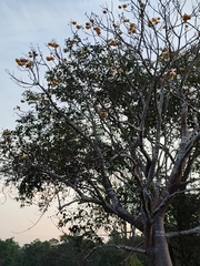 Cochlospermum regium