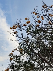 Cochlospermum regium