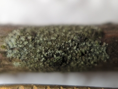 Hyperphyscia adglutinata