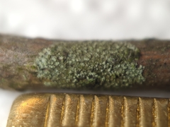 Hyperphyscia adglutinata