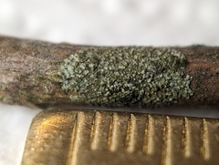 Hyperphyscia adglutinata