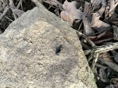 Patrobus longicornis