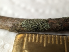 Hyperphyscia adglutinata