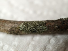 Hyperphyscia adglutinata