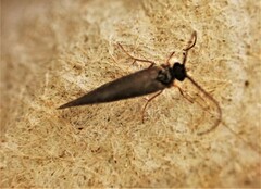 Conoesucidae