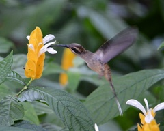 Phaethornis longirostris