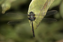 Gynacantha membranalis