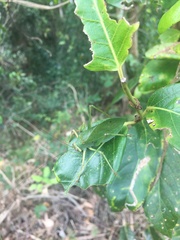 Ozphyllum naskreckii