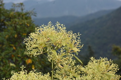 Machilus chekiangensis