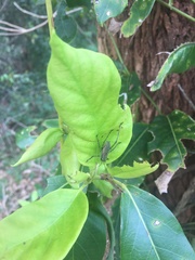 Ozphyllum naskreckii