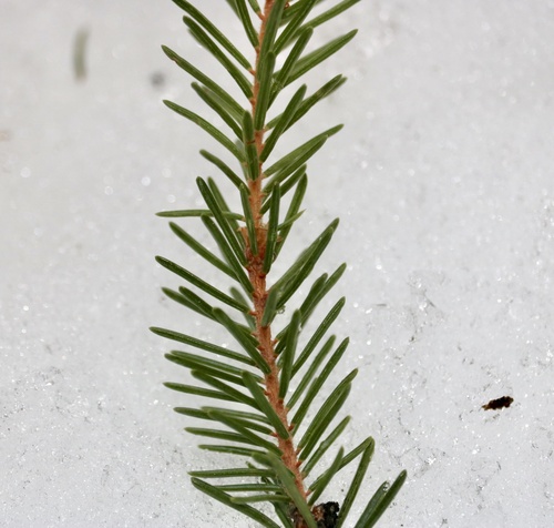 Black spruce (Picea mariana)