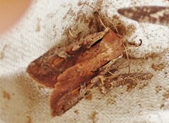 Ichneutica atristriga