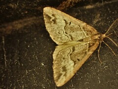 Pseudocoremia productata