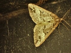 Pseudocoremia productata