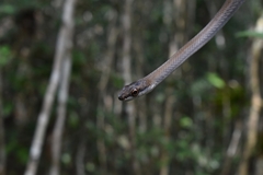 Mastigodryas melanolomus