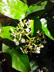 Psychotria carthagenensis