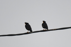 Acridotheres grandis