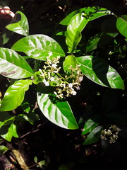 Psychotria carthagenensis