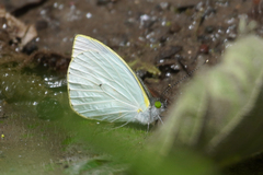Leptophobia aripa