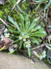 Draba verna