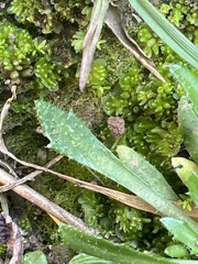 Draba verna