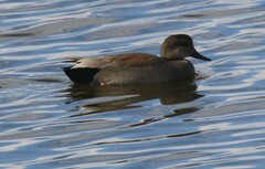 Mareca strepera strepera