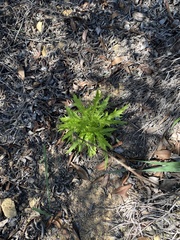 Malacothrix saxatilis