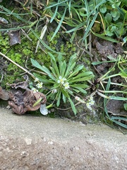 Draba verna