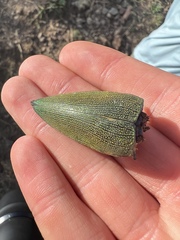 Chrysochroinae