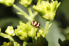 Cryptocephalus trizonatus