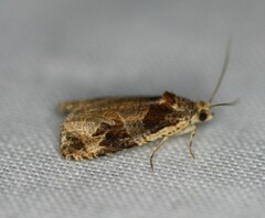 Olethreutes footiana