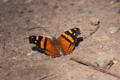 Hypanartia bella
