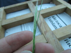 Festuca myuros