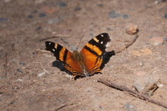 Hypanartia bella