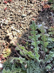 Phacelia stellaris