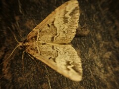 Pseudocoremia productata