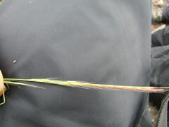 Festuca myuros