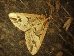 Pseudocoremia productata