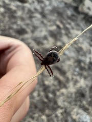 Rhipicephalus pulchellus