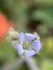 Phacelia stellaris