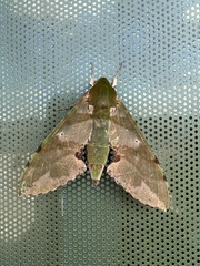 Euchloron megaera