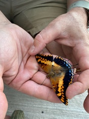 Charaxes