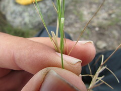 Festuca myuros