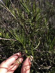 Trichostema lanatum