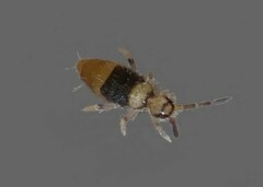 Entomobrya clitellaria