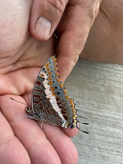 Charaxes