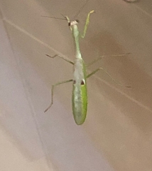 Mantidae