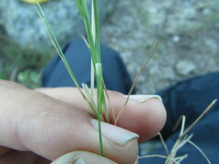 Festuca myuros