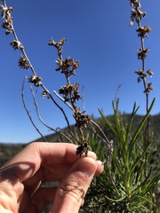 Trichostema lanatum